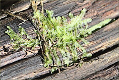 Lophocolea semiteres