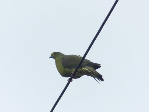 Whistling Green Pigeon (Treron formosae), photo 1