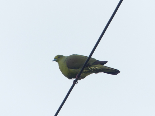 Whistling Green Pigeon (Treron formosae), photo 2