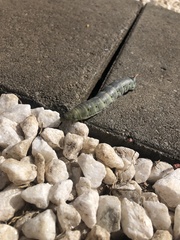 Theretra indistincta