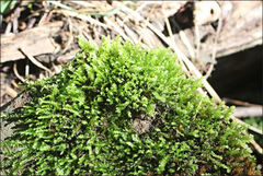 Racopilum cuspidigerum