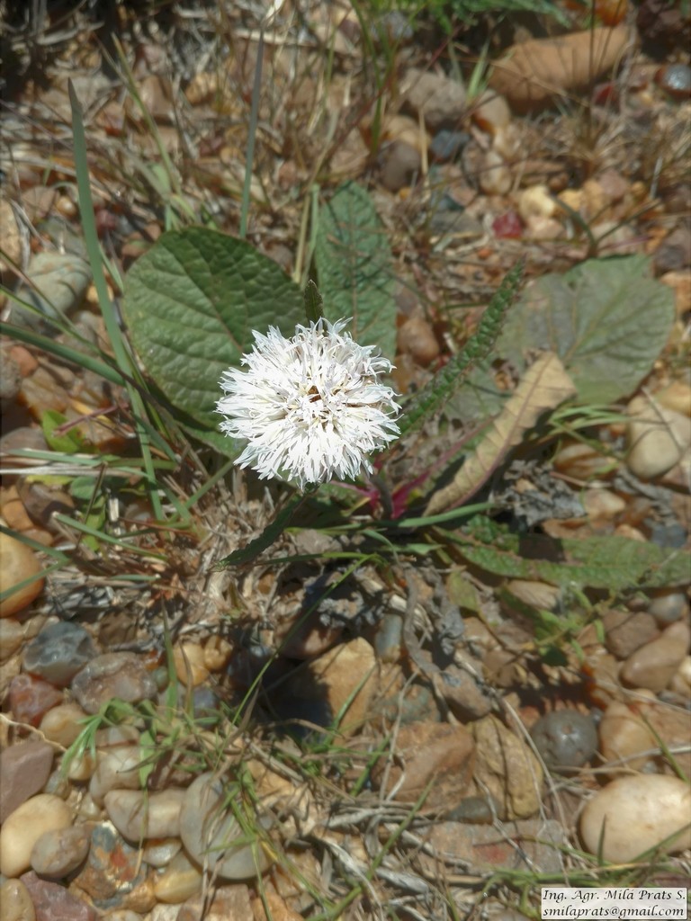 Lessingianthus sellowii