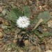Lessingianthus sellowii - Photo (c) san_tiago,  זכויות יוצרים חלקיות (CC BY-NC), הועלה על ידי san_tiago