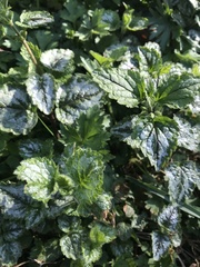 Lamium galeobdolon argentatum