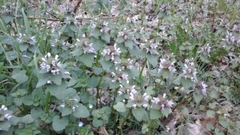 Lamium purpureum