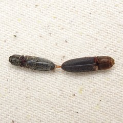 Limonius auripilis