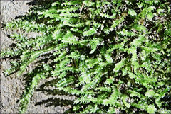 Racopilum cuspidigerum