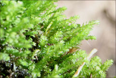 Racopilum cuspidigerum