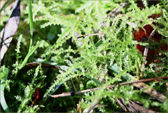 Racopilum cuspidigerum