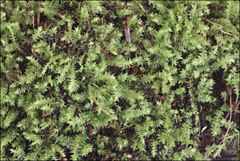 Racopilum cuspidigerum