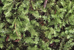 Racopilum cuspidigerum