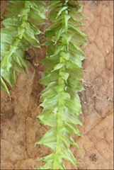 Racopilum cuspidigerum