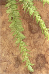 Racopilum cuspidigerum