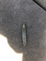 Theretra indistincta