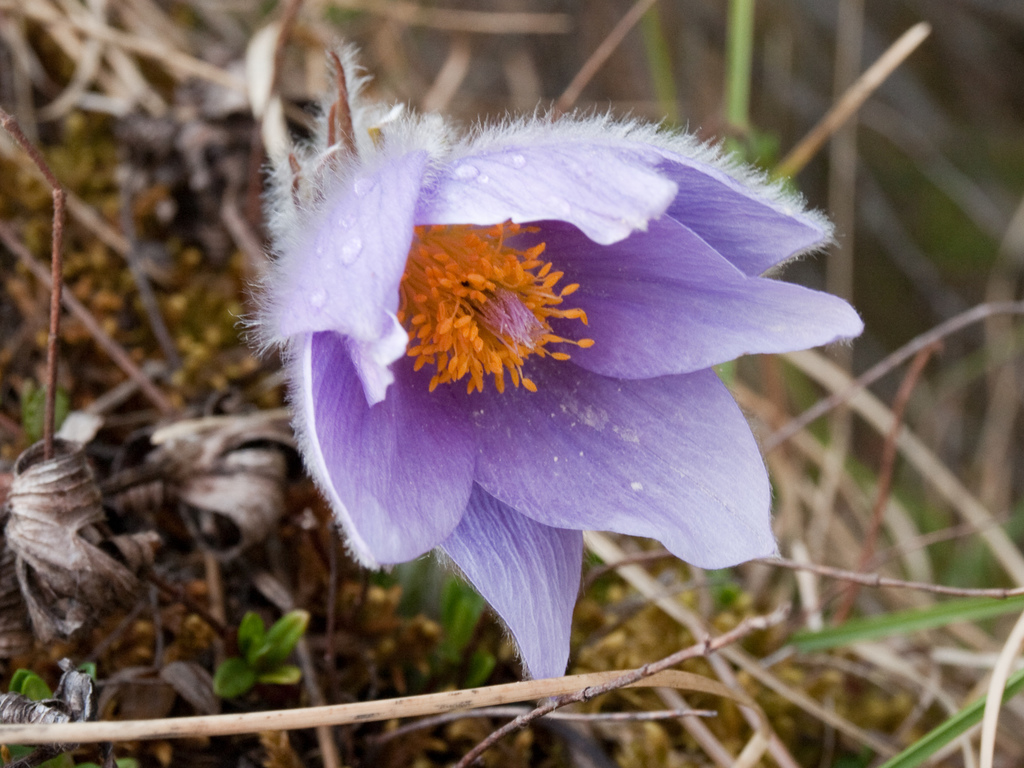 Slovak pasqueflower