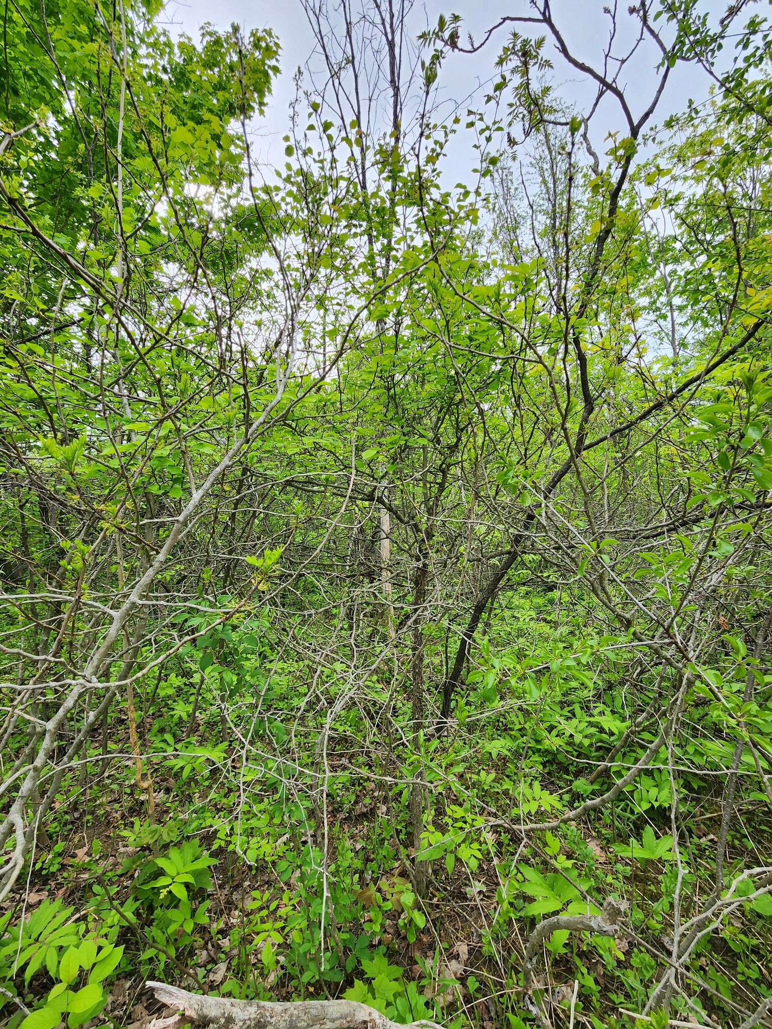 Hawthorn