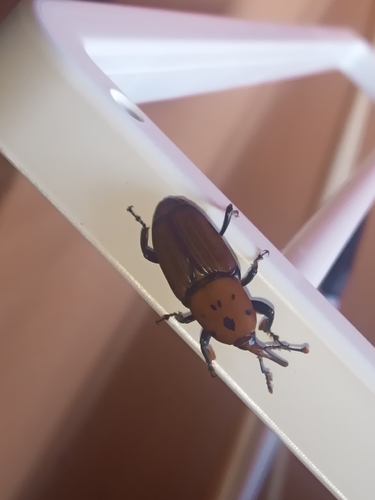Red Palm Weevil