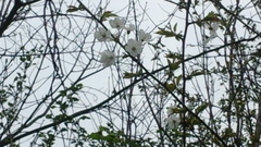 Prunus