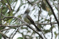 Myiarchus ferox