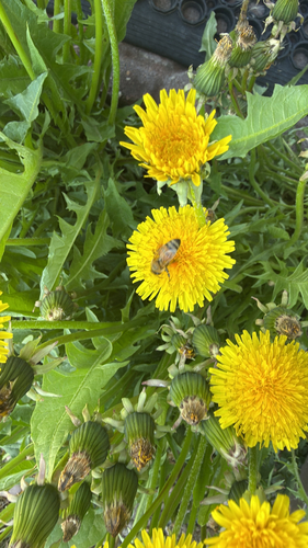Western Honey Bee