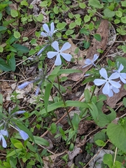 Phlox divaricata albiflora