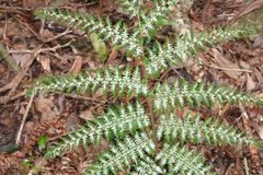 Alsophila leichhardtiana