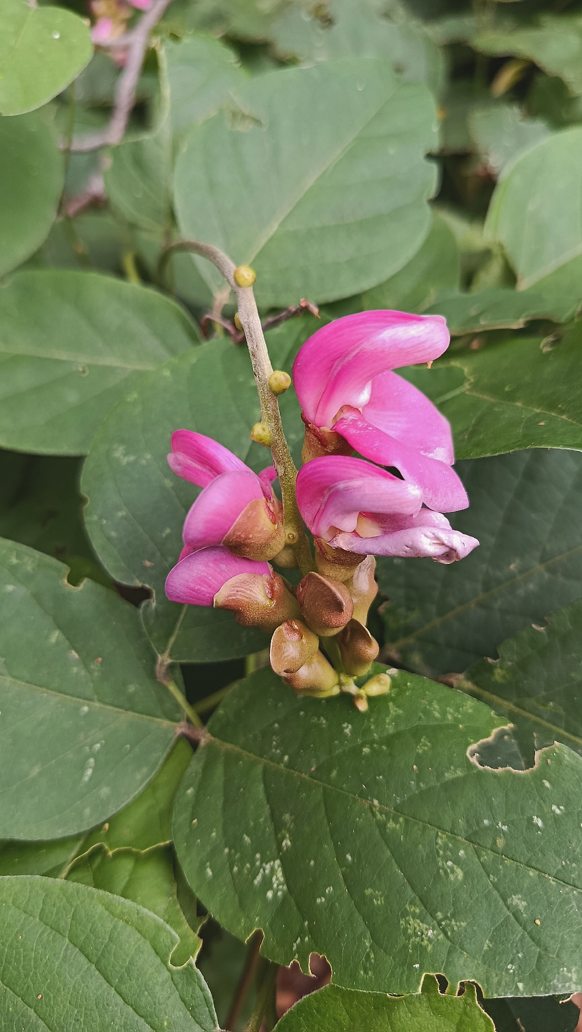 Canavalia brasiliensis