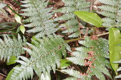 Alsophila leichhardtiana