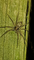 Philodromus