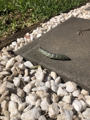 Theretra indistincta