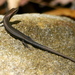 Delicate Garden Skink - Photo (c) sea-kangaroo, some rights reserved (CC BY-NC-ND), uploaded by sea-kangaroo