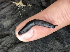 Hesperarion niger