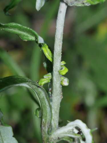 Euchiton sphaericus