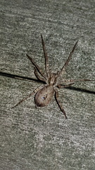 Anyphaena accentuata