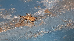 Anyphaena accentuata