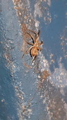 Anyphaena accentuata