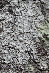 Pertusaria pertractata