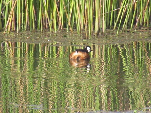 White-tufted Grebe