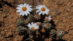 Oriastrum lycopodioides