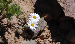 Oriastrum lycopodioides
