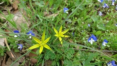 Gagea commutata
