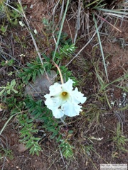 Mandevilla petraea