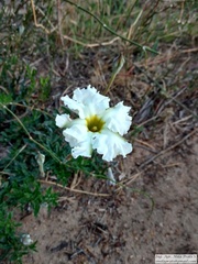 Mandevilla petraea