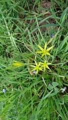 Gagea commutata