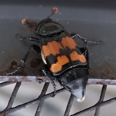 Nicrophorus guttula