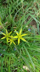 Gagea commutata
