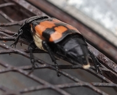 Nicrophorus guttula