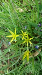 Gagea commutata