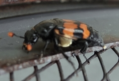 Nicrophorus guttula