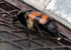 Nicrophorus guttula